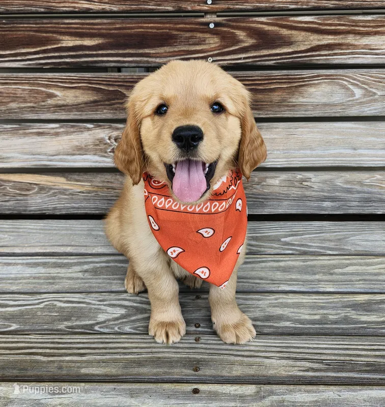 Orange  – Golden Retriever puppy for sale in Williamsburg, KY