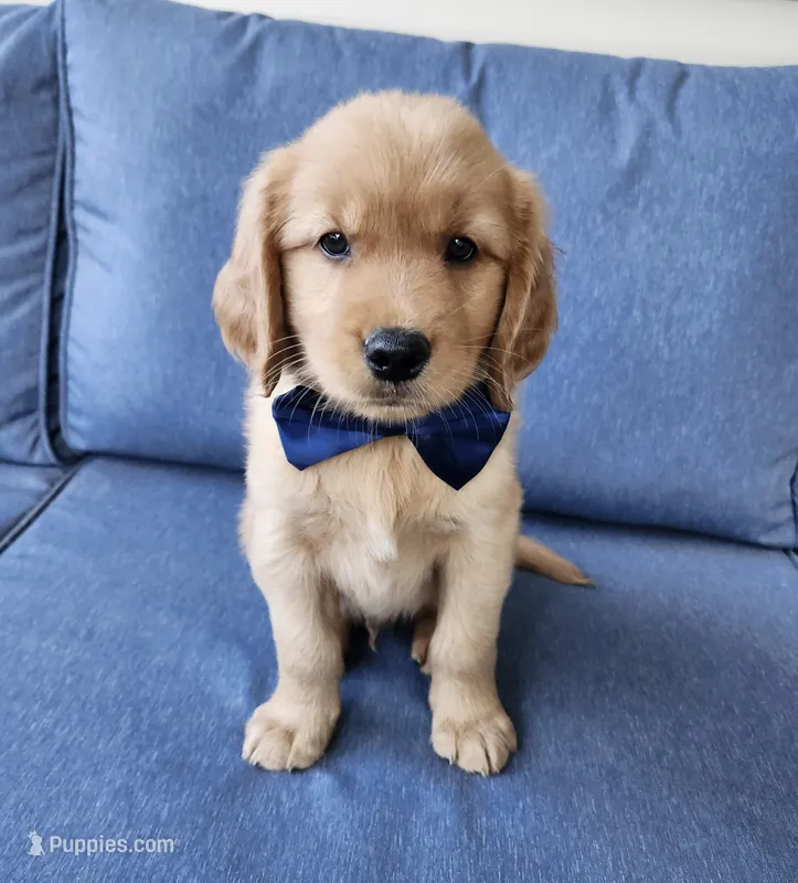 Navy – Golden Retriever puppy for sale in Williamsburg, KY