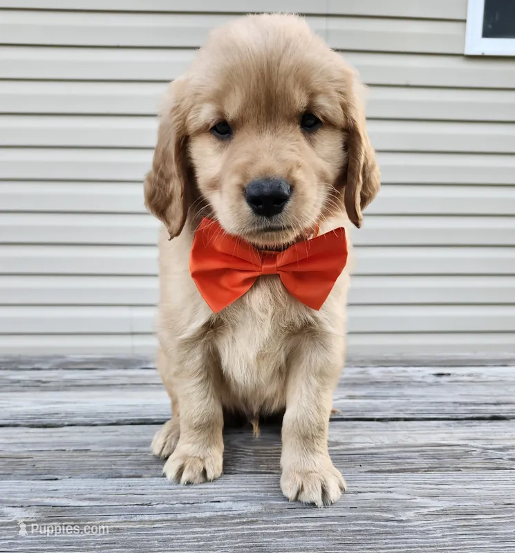 Orange  – Golden Retriever puppy for sale in Williamsburg, KY