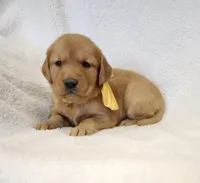 Butterscotch, a female Golden Retriever for sale in Williamsburg, KY – Photo 2 of 10