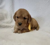 Butterscotch, a female Golden Retriever for sale in Williamsburg, KY – Photo 3 of 10