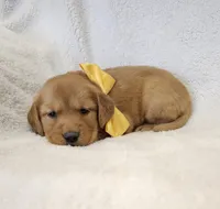 Butterscotch, a female Golden Retriever for sale in Williamsburg, KY – Photo 5 of 10