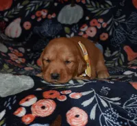 Butterscotch, a female Golden Retriever for sale in Williamsburg, KY – Photo 7 of 10