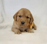 Butterscotch, a female Golden Retriever for sale in Williamsburg, KY – Photo 4 of 10
