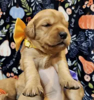 Butterscotch, a female Golden Retriever for sale in Williamsburg, KY – Photo 10 of 10