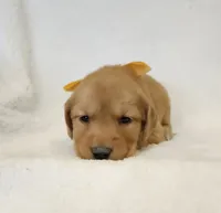 Butterscotch, a female Golden Retriever for sale in Williamsburg, KY – Photo 6 of 10