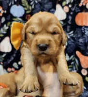 Butterscotch, a female Golden Retriever for sale in Williamsburg, KY – Photo 9 of 10
