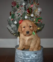 Butterscotch, a female Golden Retriever for sale in Williamsburg, KY – Photo 1 of 10