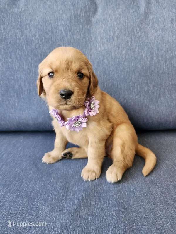 Purple  – Golden Retriever puppy for sale in Williamsburg, KY