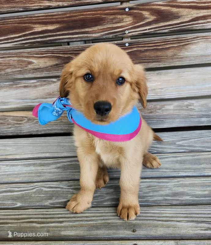 Teal – Golden Retriever puppy for sale in Williamsburg, KY