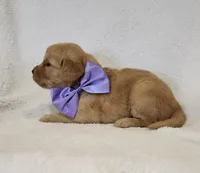 Autumn, a female Golden Retriever for sale in Williamsburg, KY – Photo 5 of 10