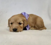 Autumn, a female Golden Retriever for sale in Williamsburg, KY – Photo 4 of 10