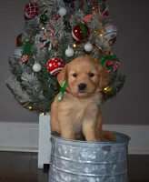 Autumn, a female Golden Retriever for sale in Williamsburg, KY – Photo 1 of 10