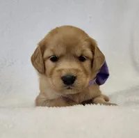 Autumn, a female Golden Retriever for sale in Williamsburg, KY – Photo 6 of 10