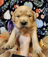 Autumn, a female Golden Retriever for sale in Williamsburg, KY – Photo 10 of 10