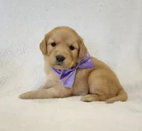Autumn, a female Golden Retriever for sale in Williamsburg, KY – Photo 3 of 10