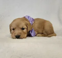 Autumn, a female Golden Retriever for sale in Williamsburg, KY – Photo 7 of 10