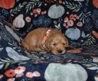 Autumn, a female Golden Retriever for sale in Williamsburg, KY – Photo 9 of 10
