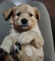 Autumn, a female Golden Retriever for sale in Williamsburg, KY – Photo 2 of 10