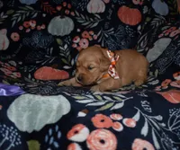 Autumn, a female Golden Retriever for sale in Williamsburg, KY – Photo 8 of 10