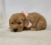 Cinnamon, a female Golden Retriever for sale in Williamsburg, KY – Photo 7 of 10