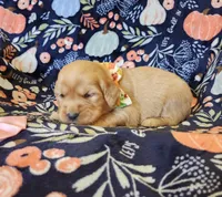 Cinnamon, a female Golden Retriever for sale in Williamsburg, KY – Photo 9 of 10