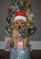 Cinnamon, a female Golden Retriever for sale in Williamsburg, KY – Photo 1 of 10