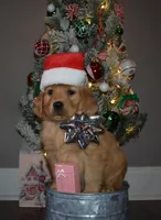 Cinnamon, a female Golden Retriever for sale in Williamsburg, KY – Photo 4 of 10