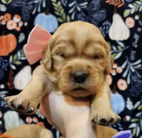 Cinnamon, a female Golden Retriever for sale in Williamsburg, KY – Photo 10 of 10