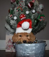 Cinnamon, a female Golden Retriever for sale in Williamsburg, KY – Photo 2 of 10