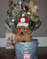 Cinnamon, a female Golden Retriever for sale in Williamsburg, KY – Photo 3 of 10