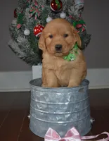 Cinnamon, a female Golden Retriever for sale in Williamsburg, KY – Photo 5 of 10