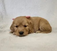 Cinnamon, a female Golden Retriever for sale in Williamsburg, KY – Photo 6 of 10