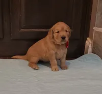 Pumpkin, a female Golden Retriever for sale in Williamsburg, KY – Photo 8 of 10