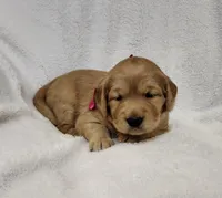 Pumpkin, a female Golden Retriever for sale in Williamsburg, KY – Photo 7 of 10