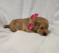 Pumpkin, a female Golden Retriever for sale in Williamsburg, KY – Photo 2 of 10