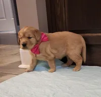 Pumpkin, a female Golden Retriever for sale in Williamsburg, KY – Photo 9 of 10