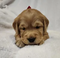 Pumpkin, a female Golden Retriever for sale in Williamsburg, KY – Photo 10 of 10