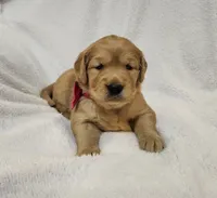 Pumpkin, a female Golden Retriever for sale in Williamsburg, KY – Photo 4 of 10