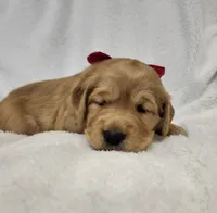 Pumpkin, a female Golden Retriever for sale in Williamsburg, KY – Photo 6 of 10