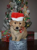Honey, a female Golden Retriever for sale in Williamsburg, KY – Photo 3 of 10
