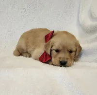 Honey, a female Golden Retriever for sale in Williamsburg, KY – Photo 6 of 10