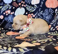 Honey, a female Golden Retriever for sale in Williamsburg, KY – Photo 8 of 10