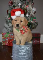 Honey, a female Golden Retriever for sale in Williamsburg, KY – Photo 1 of 10