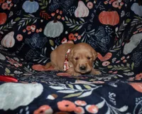 Honey, a female Golden Retriever for sale in Williamsburg, KY – Photo 9 of 10