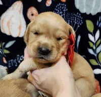 Honey, a female Golden Retriever for sale in Williamsburg, KY – Photo 10 of 10