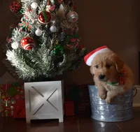 Honey, a female Golden Retriever for sale in Williamsburg, KY – Photo 2 of 10