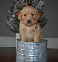 Honey, a female Golden Retriever for sale in Williamsburg, KY – Photo 4 of 10