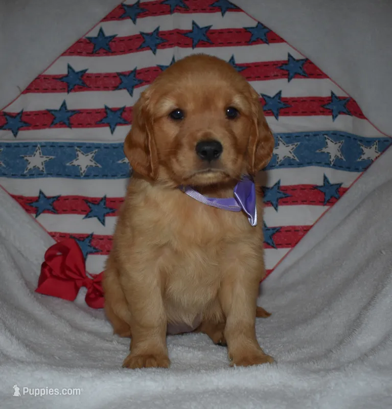Purple  – Golden Retriever puppy for sale in Williamsburg, KY