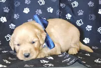 Navy, a male Golden Retriever for sale in Williamsburg, KY – 2 of 5